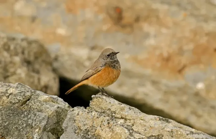 Framed Print : Eastern Black Redstart (Phoenicurus ochruros phoenicuroides) adult male, vagrant, perched on rock, Holy Island Framed Print : Eastern Black Redstart (Phoenicurus ochruros phoenicuroides) adult male, vagrant, perched on rock, Holy Island