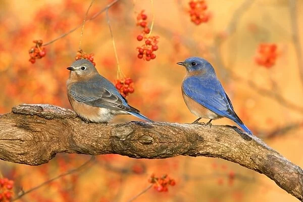 Eastern Bluebird (Sialia sialis) adult pair, perched on branch beside bittersweet, U. S. A. autumn