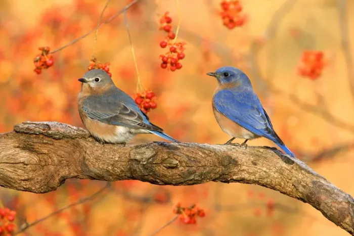 Framed Print : Eastern Bluebird (Sialia sialis) adult pair, perched on branch beside bittersweet, U. S. A. autumn Framed Print : Eastern Bluebird (Sialia sialis) adult pair, perched on branch beside bittersweet, U. S. A. autumn