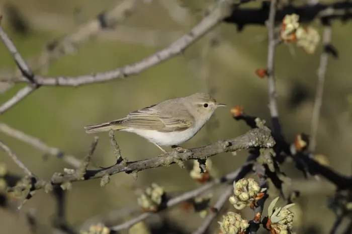 Framed Print : Eastern Bonellis Warbler (Phylloscopus orientalis) adult, summer plumage, perched on twig with flowerbuds, Lemnos Framed Print : Eastern Bonellis Warbler (Phylloscopus orientalis) adult, summer plumage, perched on twig with flowerbuds, Lemnos