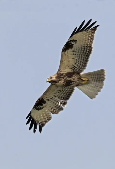 Framed Print : Eastern Buzzard (Buteo japonicus) adult, in flight, Hong Kong, China, november Framed Print : Eastern Buzzard (Buteo japonicus) adult, in flight, Hong Kong, China, november