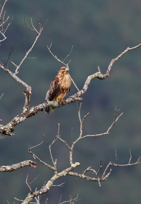 Framed Print : Eastern Buzzard (Buteo japonicus) adult, perched on branch in bare tree, Doi Ang Khang, Chiang Mai Province, Thailand Framed Print : Eastern Buzzard (Buteo japonicus) adult, perched on branch in bare tree, Doi Ang Khang, Chiang Mai Province, Thailand
