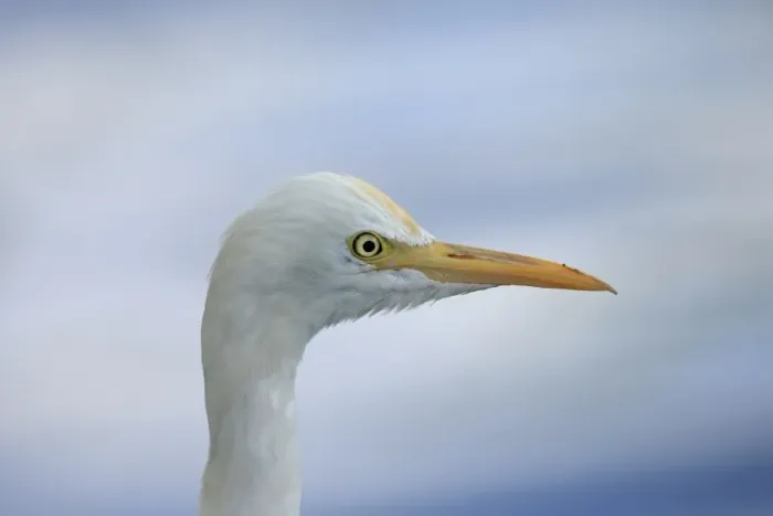Framed Print : Eastern Cattle Egret (Bubulcus ibis coromandus) adult, non-breeding plumage, close-up of head, Sri Lanka, February Framed Print : Eastern Cattle Egret (Bubulcus ibis coromandus) adult, non-breeding plumage, close-up of head, Sri Lanka, February