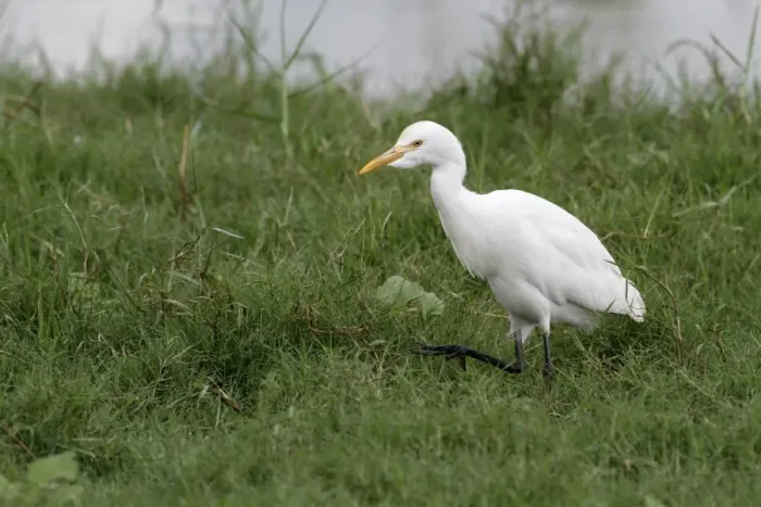Framed Print : Eastern Cattle Egret (Bubulcus ibis coromandus) adult, non-breeding plumage, walking on grass, Bundala N. P Framed Print : Eastern Cattle Egret (Bubulcus ibis coromandus) adult, non-breeding plumage, walking on grass, Bundala N. P