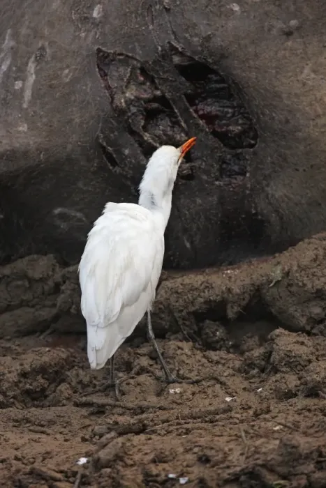 Framed Print : Eastern Cattle Egret (Bubulcus ibis coromandus) adult, feeding on wounds of live but paralysed Wild Water Buffalo (Bubalis arnee) wounded by Indian Tiger (Panthera tigris tigris), Kaziranga N. P. Assam, India, january