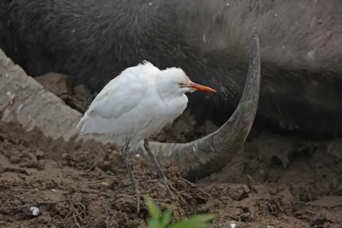 Framed Print : Eastern Cattle Egret (Bubulcus ibis coromandus) adult, with blood on beak from feeding on wounds of live but paralysed Wild Water Buffalo (Bubalis arnee) wounded by Indian Tiger (Panthera tigris tigris), Kaziranga N. P. Assam, India, january Framed Print : Eastern Cattle Egret (Bubulcus ibis coromandus) adult, with blood on beak from feeding on wounds of live but paralysed Wild Water Buffalo (Bubalis arnee) wounded by Indian Tiger (Panthera tigris tigris), Kaziranga N. P. Assam, India, january