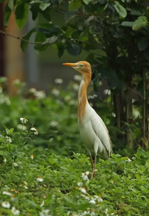 Framed Print : Eastern Cattle Egret (Bubulcus ibis coromandus) adult, breeding plumage, foraging in city allotment, Taipei City Framed Print : Eastern Cattle Egret (Bubulcus ibis coromandus) adult, breeding plumage, foraging in city allotment, Taipei City