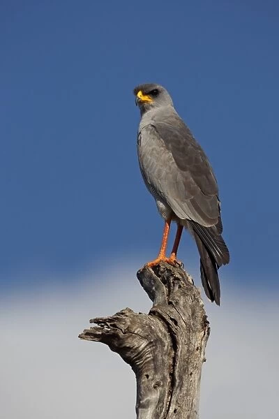 Eastern Chanting-goshawk (Melierax poliopterus) adult, perched on stump, Genale River, Ethiopia