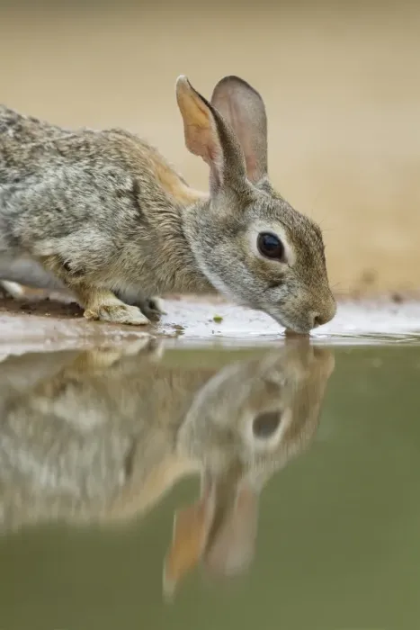 Framed Print : Eastern Cottontail (Sylvilagus floridanus) adult, drinking at pool, South Texas, U. S. A. may Framed Print : Eastern Cottontail (Sylvilagus floridanus) adult, drinking at pool, South Texas, U. S. A. may