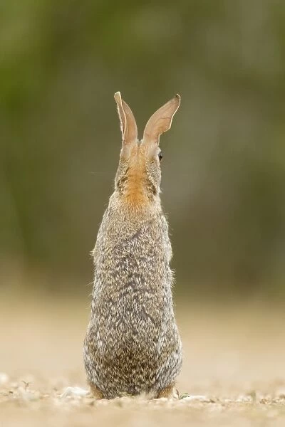 Eastern Cottontail (Sylvilagus floridanus) adult, alert, standing on hind legs, rear view, South Texas, U. S. A. may