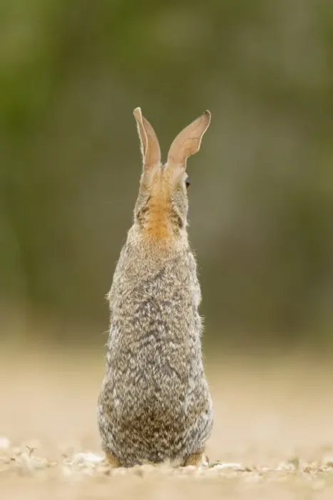 Framed Print : Eastern Cottontail (Sylvilagus floridanus) adult, alert, standing on hind legs, rear view, South Texas, U. S. A. may Framed Print : Eastern Cottontail (Sylvilagus floridanus) adult, alert, standing on hind legs, rear view, South Texas, U. S. A. may
