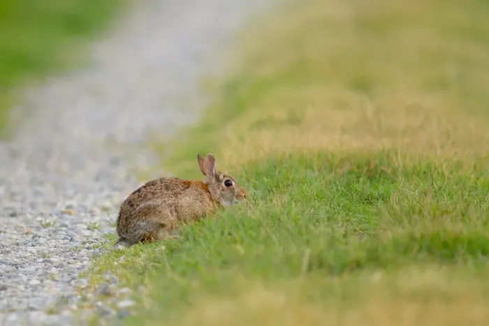 Framed Print : Eastern Cottontail (Sylvilagus floridanus) introduced species, adult, sitting at edge of track, Italy, may