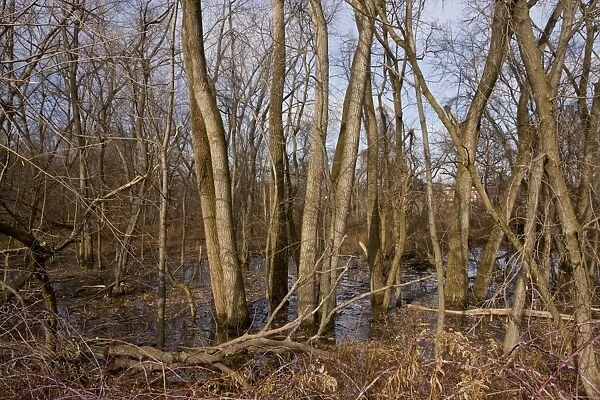 Eastern Cottonwood (Populus deltoides) valley woodland habitat, Mohawk River, near Albany, New York State, U. S. A