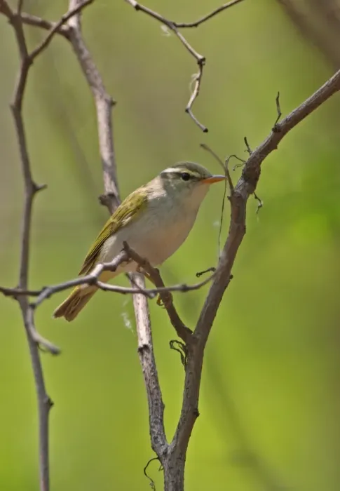 Framed Print : Eastern Crowned Warbler (Phylloscopus coronatus) adult, perched on twig, Hebei, China, may Framed Print : Eastern Crowned Warbler (Phylloscopus coronatus) adult, perched on twig, Hebei, China, may