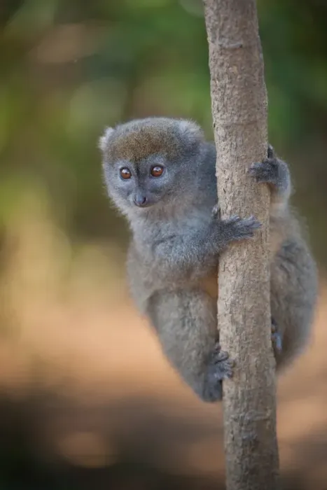 Framed Print : Eastern Grey Gentle Lemur (Hapalemur griseus griseus) adult, clinging to tree trunk, Analamazoatra (Perinet) Reserve Framed Print : Eastern Grey Gentle Lemur (Hapalemur griseus griseus) adult, clinging to tree trunk, Analamazoatra (Perinet) Reserve