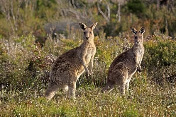 Eastern Grey Kangaroo (Macropus giganteus) adult pair, standing alert, Wilsons Promontory N. P