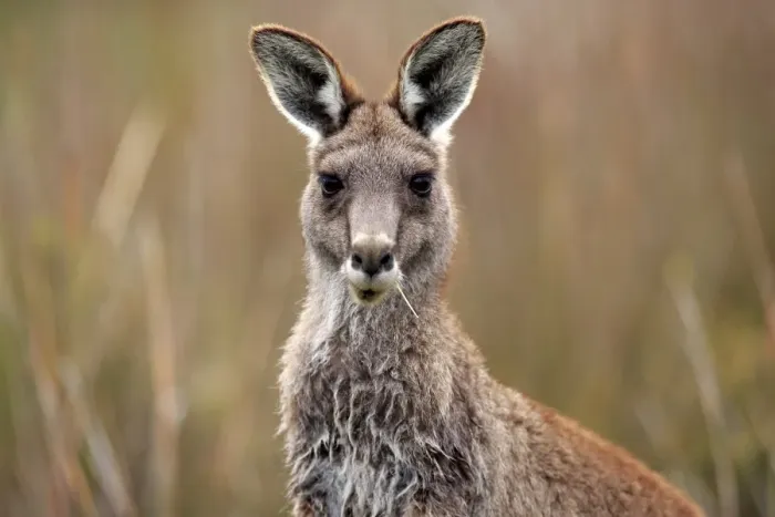 Framed Print : Eastern Grey Kangaroo (Macropus giganteus) adult, close-up of head, feeding, Wilsons Promontory N. P Framed Print : Eastern Grey Kangaroo (Macropus giganteus) adult, close-up of head, feeding, Wilsons Promontory N. P