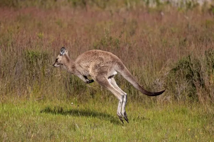 Framed Print : Eastern Grey Kangaroo (Macropus giganteus) adult female, jumping, Wilsons Promontory N. P. Victoria, Australia, November Framed Print : Eastern Grey Kangaroo (Macropus giganteus) adult female, jumping, Wilsons Promontory N. P. Victoria, Australia, November