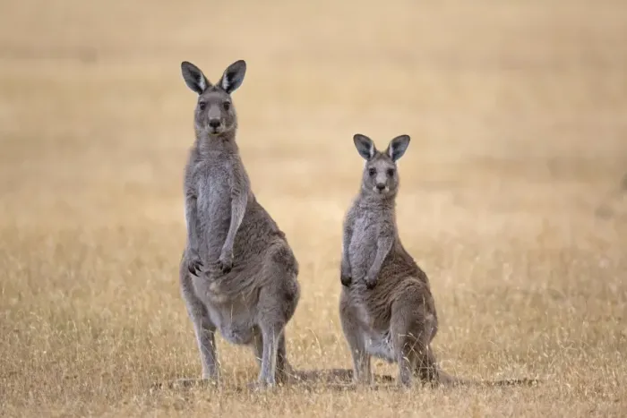 Framed Print : Eastern Grey Kangaroo (Macropus giganteus) adult female and young, Maria Island N. P. Tasmania, Australia, February Framed Print : Eastern Grey Kangaroo (Macropus giganteus) adult female and young, Maria Island N. P. Tasmania, Australia, February