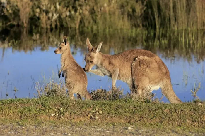 Framed Print : Eastern Grey Kangaroo (Macropus giganteus) adult female with young, standing at edge of water, Wilsons Promontory N. P Framed Print : Eastern Grey Kangaroo (Macropus giganteus) adult female with young, standing at edge of water, Wilsons Promontory N. P