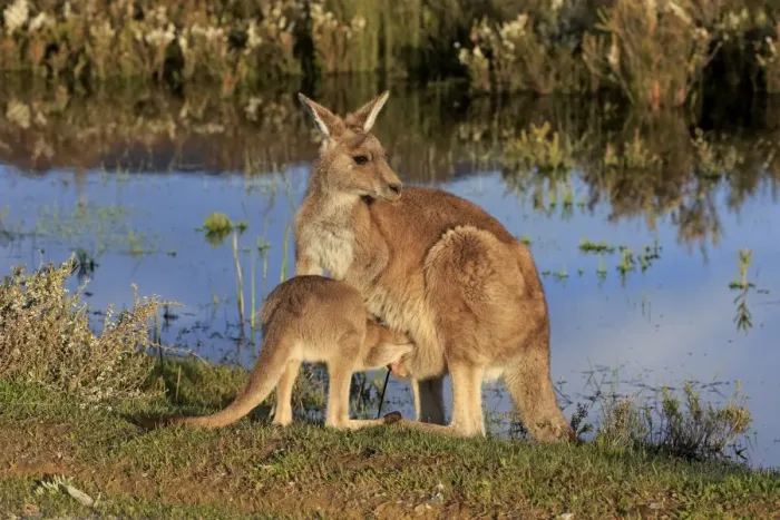 Framed Print : Eastern Grey Kangaroo (Macropus giganteus) adult female with young, looking into pouch, standing at edge of water