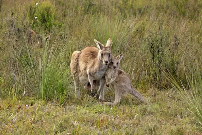 Framed Print : Eastern Grey Kangaroo (Macropus giganteus) adult female with young, standing together, Wilsons Promontory N. P