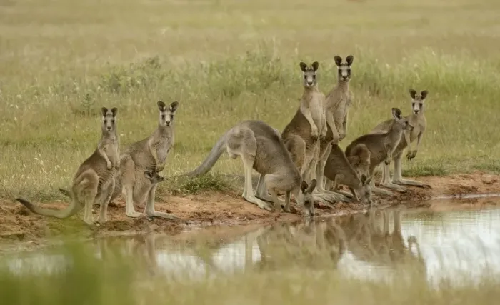 Framed Print : Eastern Grey Kangaroo (Macropus giganteus) family group, drinking at waterhole, Victoria, Australia, November Framed Print : Eastern Grey Kangaroo (Macropus giganteus) family group, drinking at waterhole, Victoria, Australia, November