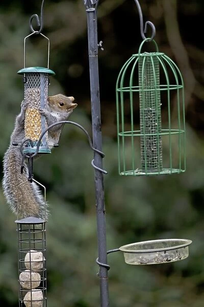 Eastern Grey Squirrel (Sciurus carolinensis) introduced species, adult, feeding at hanging birdfeeder, Norfolk