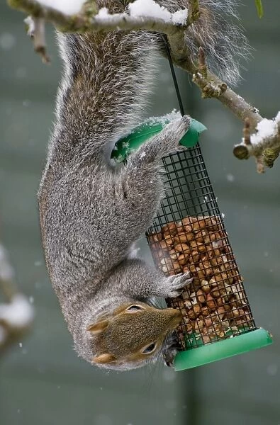 Eastern Grey Squirrel (Sciurus carolinensis) introduced species, adult, feeding on peanuts from garden birdfeeder