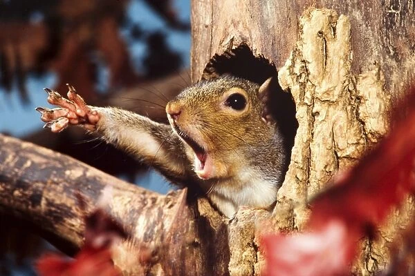 Eastern Grey Squirrel (Sciurus carolinensis) adult, yawning and stretching leg, emerging from hole in tree trunk, U. S. A