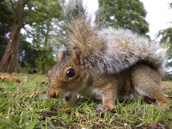 Eastern Grey Squirrel (Sciurus carolinensis) introduced species, adult, feeding on ground in city park, Sheffield, South Yorkshire, England, october