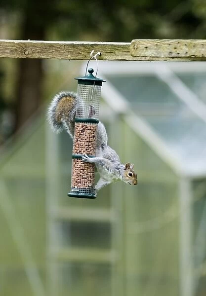 Eastern Grey Squirrel (Sciurus carolinensis) introduced species, adult, feeding on peanuts at hanging birdfeeder in garden, Kent, England, spring