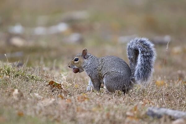 Eastern Grey Squirrel (Sciurus carolinensis) introduced species, adult, with acorn in mouth, Minsmere RSPB Reserve, Suffolk, England, october
