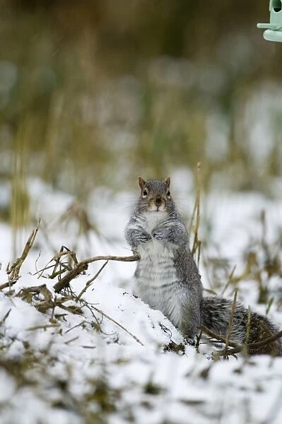 Eastern Grey Squirrel (Sciurus carolinensis) introduced species, adult, standing on hind legs, foraging in snow underneath birdfeeder, Norfolk, England, winter