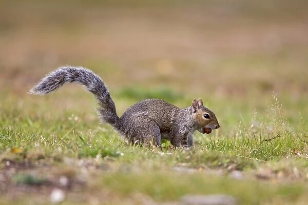 Eastern Grey Squirrel (Sciurus carolinensis) introduced species, adult, burying acorn in ground, Minsmere RSPB Reserve, Suffolk, England, october