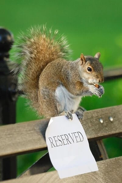 Eastern Grey Squirrel (Sciurus carolinensis) adult, feeding on nut, sitting on park bench with reserved sign, Union Square Park, New York City, New York State, U. S. A. april