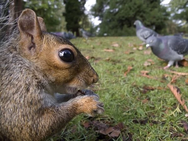 Eastern Grey Squirrel (Sciurus carolinensis) introduced species, adult, close-up of head, feeding