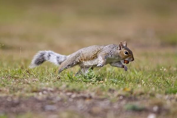 Eastern Grey Squirrel (Sciurus carolinensis) introduced species, adult, running with acorn in mouth