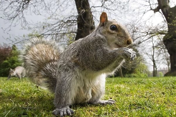 Eastern Grey Squirrel (Sciurus carolinensis) introduced species, adult, feeding, sitting on ground in city parkland