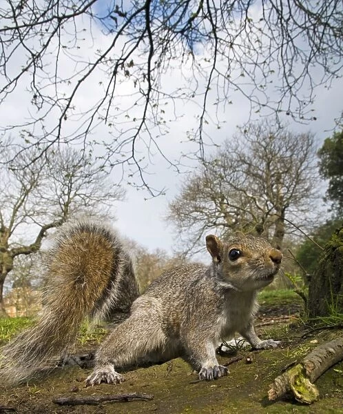 Eastern Grey Squirrel (Sciurus carolinensis) introduced species, adult, standing on ground in city parkland