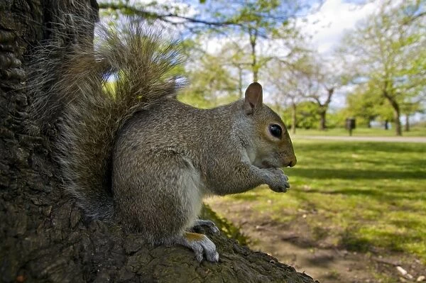 Eastern Grey Squirrel (Sciurus carolinensis) introduced species, adult, feeding