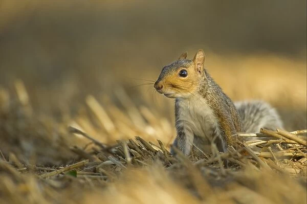 Eastern Grey Squirrel (Sciurus carolinensis) introduced species, adult, sitting on cut straw in dappled afternoon