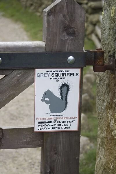 Eastern Grey Squirrel (Sciurus carolinensis) introduced species, Have you seen any Grey Squirrels in the area sign