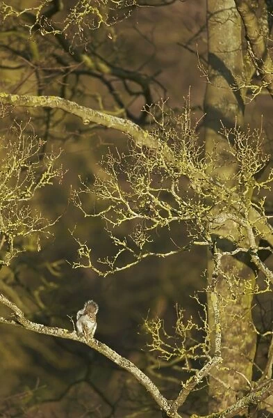 Eastern Grey Squirrel (Sciurus carolinensis) introduced species, adult, sitting on branch in woodland
