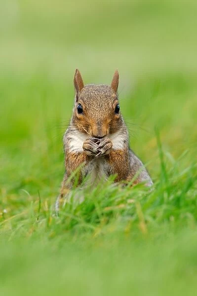 Eastern Grey Squirrel (Sciurus carolinensis) introduced species, adult, feeding, sitting on grass, Oxfordshire