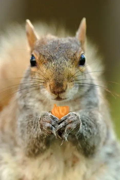 Framed Print : Eastern Grey Squirrel (Sciurus carolinensis) adult, feeding on nut, close-up of head and paws, Union Square Park Framed Print : Eastern Grey Squirrel (Sciurus carolinensis) adult, feeding on nut, close-up of head and paws, Union Square Park