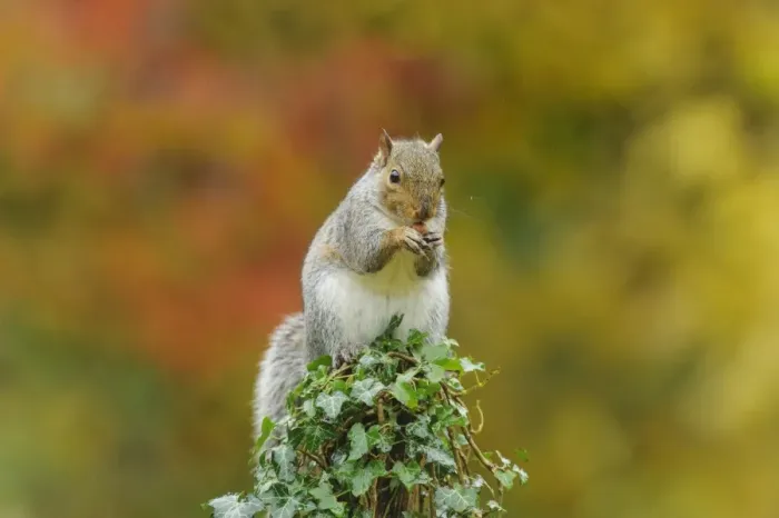 Framed Print : Eastern Grey Squirrel (Sciurus carolinensis) introduced species, adult, feeding on nut, sitting on ivy covered stump Framed Print : Eastern Grey Squirrel (Sciurus carolinensis) introduced species, adult, feeding on nut, sitting on ivy covered stump