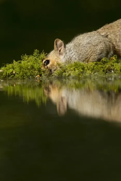 Framed Print : Eastern Grey Squirrel (Sciurus carolinensis) introduced species, adult, drinking at pond with reflection, Sheffield, South Yorkshire, England, may Framed Print : Eastern Grey Squirrel (Sciurus carolinensis) introduced species, adult, drinking at pond with reflection, Sheffield, South Yorkshire, England, may