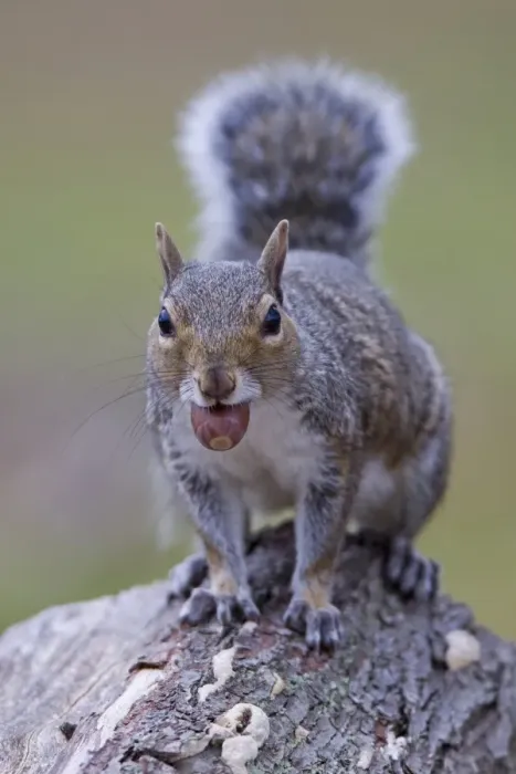Framed Print : Eastern Grey Squirrel (Sciurus carolinensis) introduced species, adult, with acorn in mouth, Minsmere RSPB Reserve, Suffolk, England, october Framed Print : Eastern Grey Squirrel (Sciurus carolinensis) introduced species, adult, with acorn in mouth, Minsmere RSPB Reserve, Suffolk, England, october