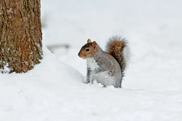 Framed Print : Eastern Grey Squirrel (Sciurus carolinensis) introduced species, adult, standing in snow at base of tree trunk, Ashdown Forest, East Sussex, England, winter Framed Print : Eastern Grey Squirrel (Sciurus carolinensis) introduced species, adult, standing in snow at base of tree trunk, Ashdown Forest, East Sussex, England, winter